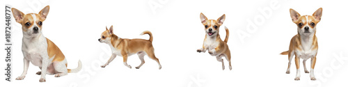 Foto cute chihuahua dog set, isolated brown and white small breed puppy collection, r
