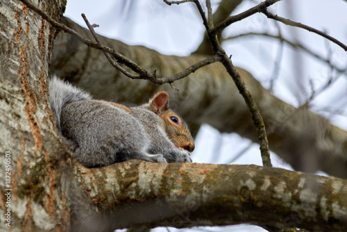 Stealth Squirrel