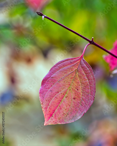 Macro picture of a gorgeous purple and yellow leaf in autumn, over a splendid bokeh light effect in the background.