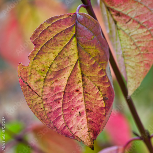 Gorgeous macro photography of autumn leaves in the park, with splendid colours and light in the background.