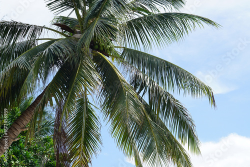 green coconut palm tree fro...