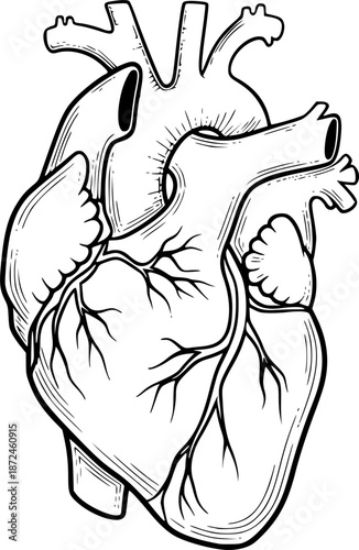 Human Heart – Black and White Vector Illustration, Anatomical Heart Outline, Medical and Biology Line Art Sketch