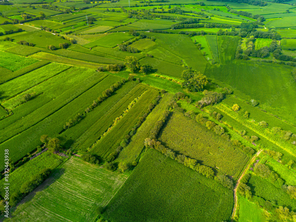 Obraz premium Boacage