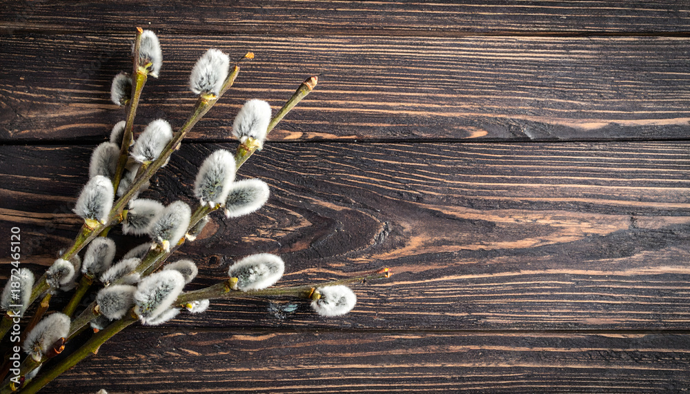 Obraz premium Easter willow catkins on wooden background with copy space, spring pussy willow branches on rustic dark timber