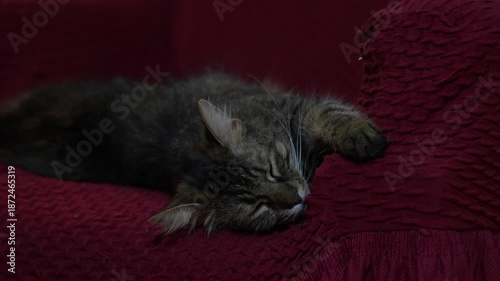 Norwegian Forest Cat sleeping on a red armchair. Cozy indoor scene featuring a fluffy long-haired cat resting comfortably, suitable for pet. 4 k video