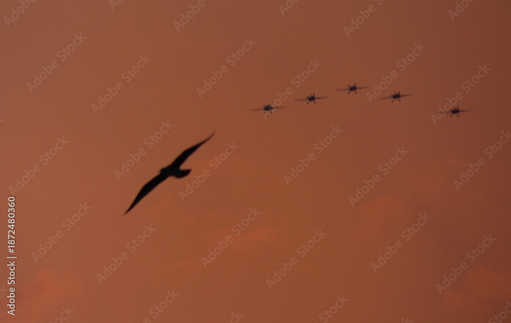 Obraz premium Silhouette of a seagull flying in the foreground at sunset, with five sport aircraft in formation in the background against a dramatic evening sky, 2023