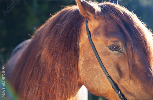 Фотография beautiful art portrait of beautiful red-chestnut  stallion with long mane against sun light