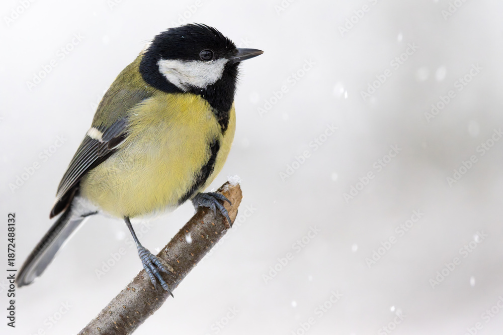 Fototapeta premium A great tit sits on a broken tree branch during a snowfall.