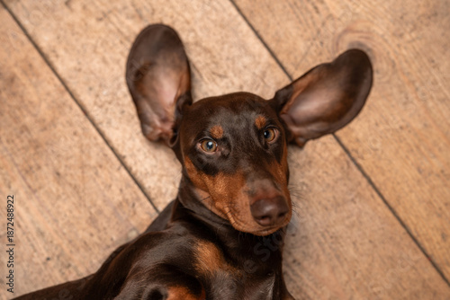 Niedlicher Dackelrüde, Dackel im Fotostudio, Dachshund mit toller Farbe, Teckel in der Farbe Schoko