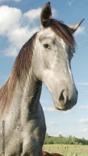 Gray horse standing in grassy field under blue sky