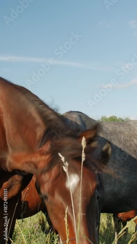 Two horses shaking heads to repel flying insects