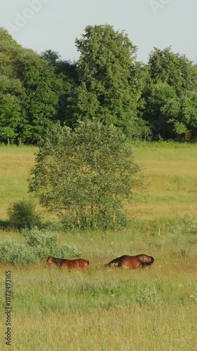 Two brown horses walking toward bushes in grassy field