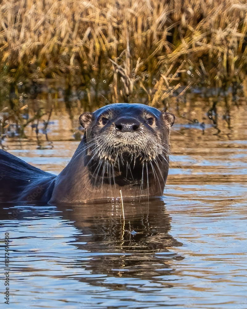 Fototapeta premium River Otter in the lake