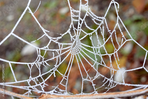 Frosty Spider Web in Winter