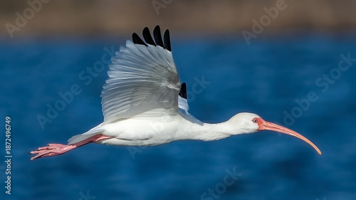 Obraz na płótnie White Ibis on the lake