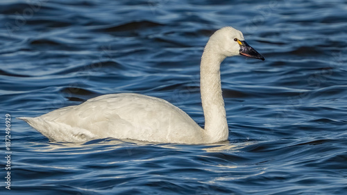 Tundra Swan on the lake