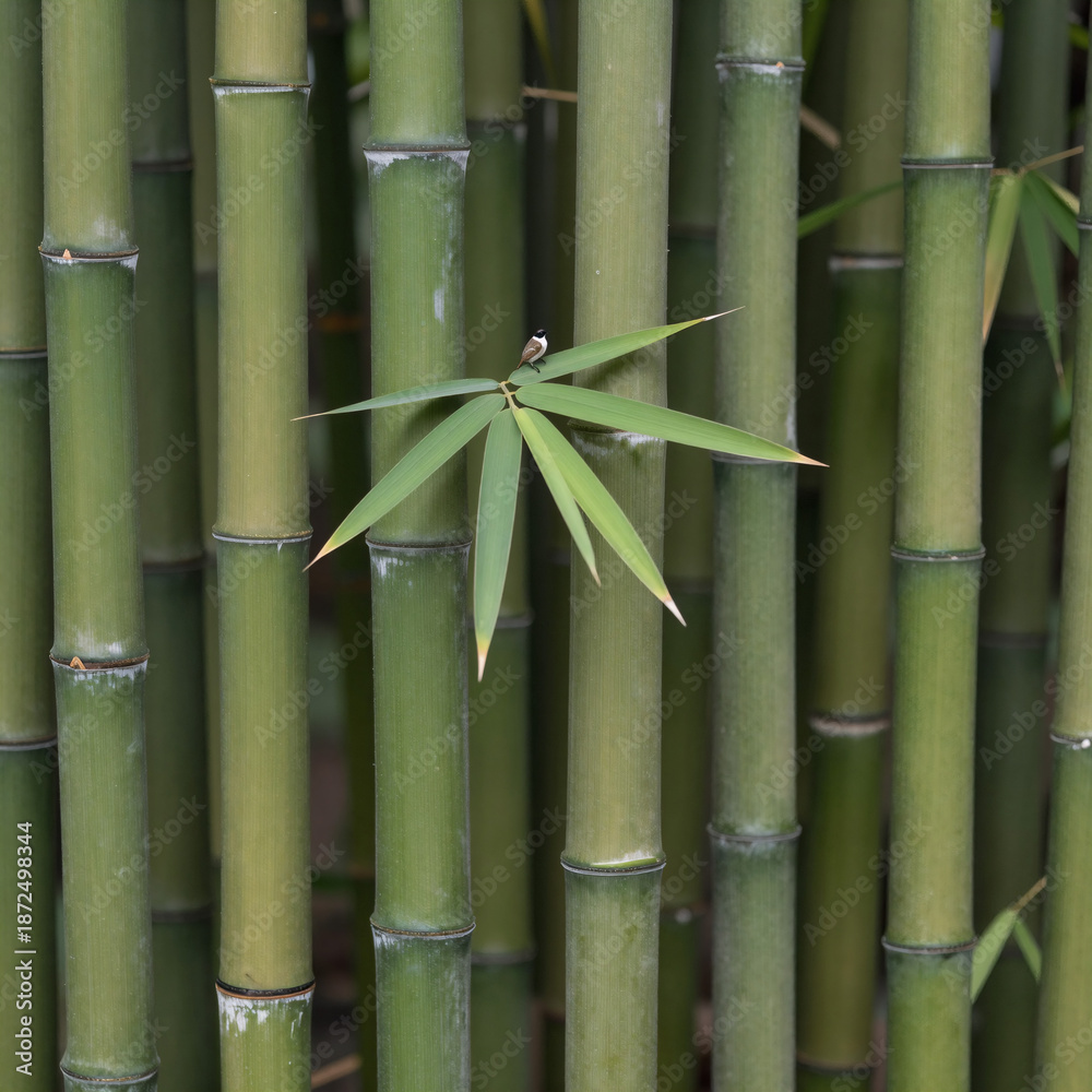 Fototapeta premium Green bamboo texture or pattern background