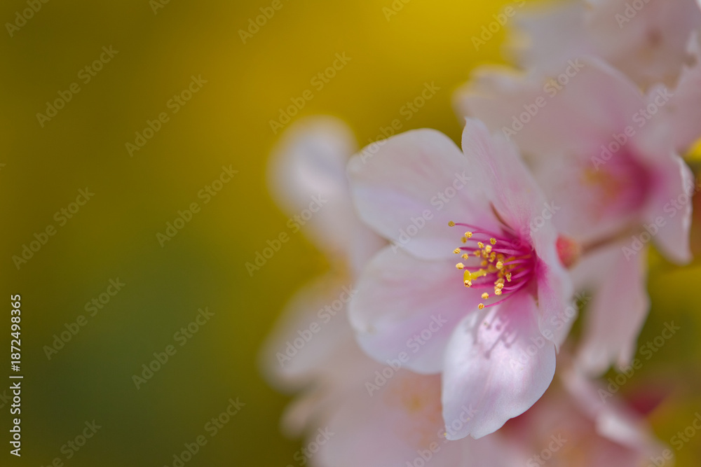 Fototapeta premium さくら