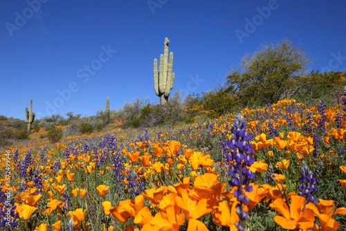 Quadro su tela Arizona Desert Spring Bloom with Saguaro Cactus and Clear Blue Sky