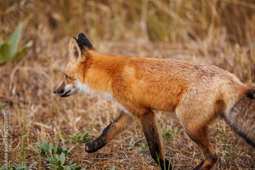 Red fox scavenging for food