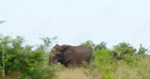 A large African elephant with long tusks walks steadily through high grass in the savanna of Kruger Park in South Africa. Wildlife behavior footage of natural habitat in an African national park