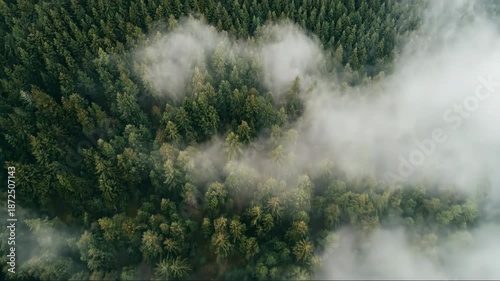 Moody aerial view of dense pine forest shrouded in thick mist