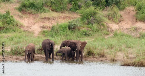 African elephant family gathers at the river bank in Kruger National Park, showing natural drinking and social behavior. Wildlife footage of habitat in South Africa savanna. 4K wide static shot