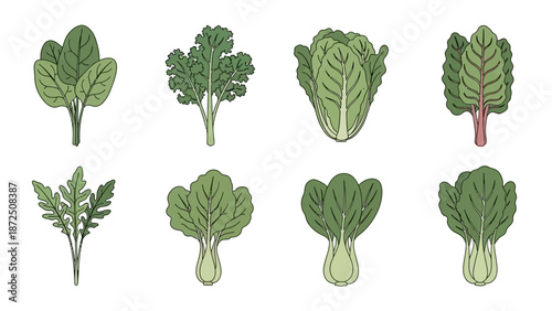 A collection of fresh leafy green vegetables arranged in two rows, showcasing a variety of healthy produce for culinary and nutritional purposes