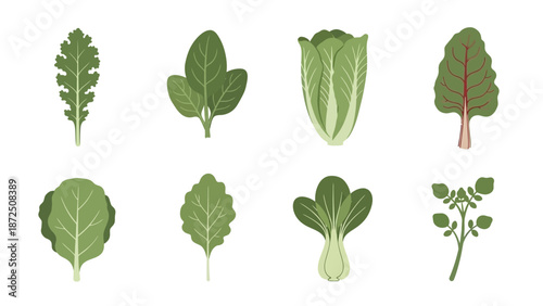 Collection of fresh leafy green vegetables for healthy eating and cooking