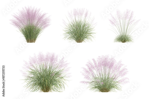 3D Illustration of Muhly Grass Plant with Delicate Pink Flowers on Transparent Background
