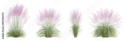 Muhly Grass Plant with Pink Flowers in Full Bloom Against a Transparent Background