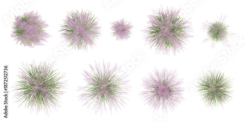 Top View of 3D Muhly Grass Plant with Soft Pink Blooms and Green Foliage on Transparent Background