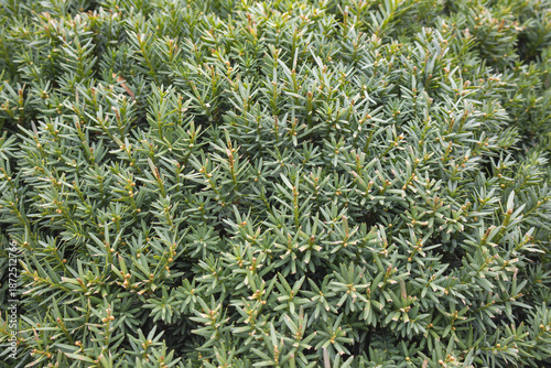Photography Dense Evergreen Shrub with Green Needle Leaves - Natural Conifer Texture Backgro