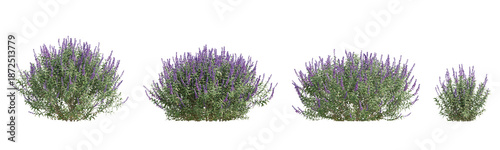 Vibrant Salvia Leucantha 3d Plant with Purple Flowers and Green Foliage on Transparent Background