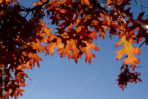 Fall Leaves in the Blue Sky