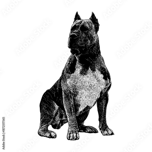 Hand-drawn vector illustration of a Perro de Presa Canario dog in a bold black and white engraving style. This powerful and muscular guardian breed is depicted with strong posture.