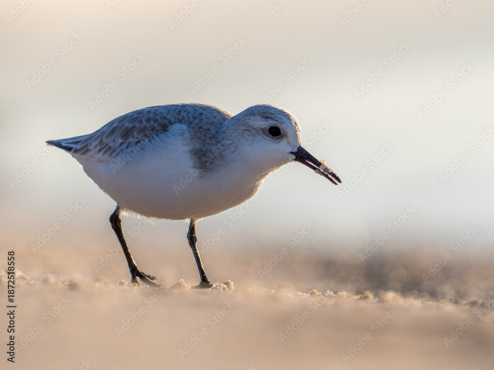 Obraz premium Backlit sanderling on beach