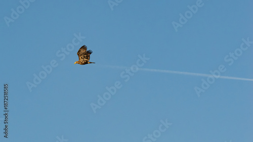 Bald eagle in flight with contrail trail behind