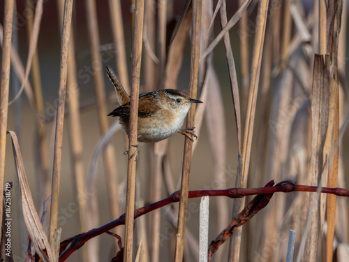 Marsh wren perched between two reeds