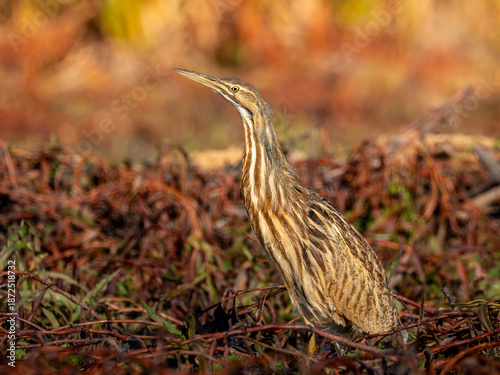 American bittern in marshy swampy area with reddish tones