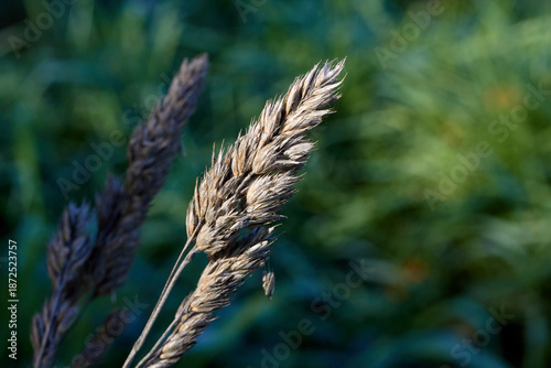 Macro Grass Strand in the Sun