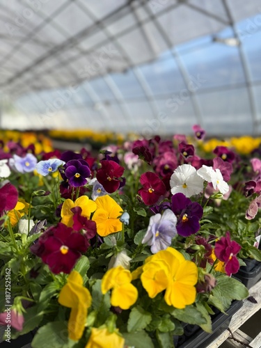 flowers in a greenhouse