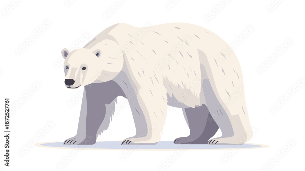 Fototapeta premium White Polar Bear Walking on White Background.
