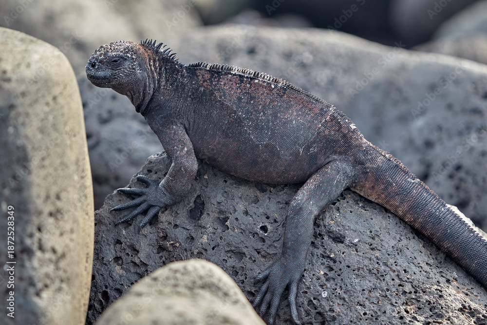 Fototapeta premium A master of both land and sea, the marine iguana is one of the most iconic residents of Isabela Island. With their prehistoric appearance and salt-encrusted heads, these gentle reptiles are fascinatin