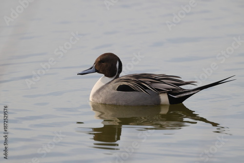 beautiful Pintail swimming on calm lake