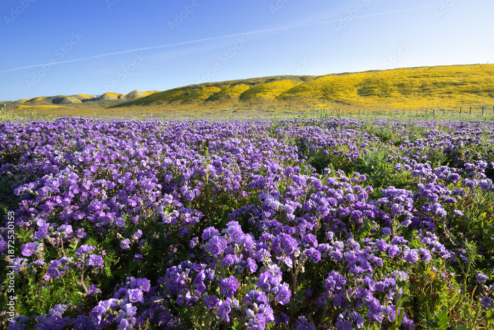 Obraz premium Purple Phacelia in the foreground and Hillside Daisies on the hills during spring superbloom at Carrizo Plain National Monument