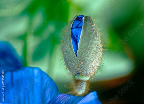 Blooming Bud