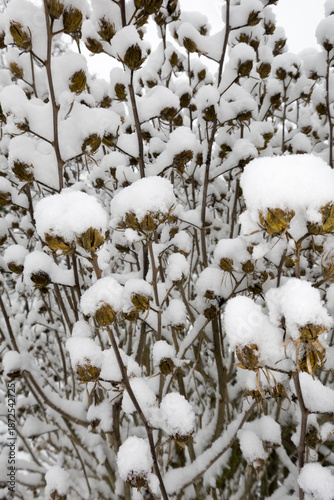 mit Schnee bedeckte Samenkapseln eines Hibiskus