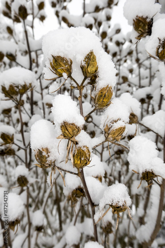 mit Schnee bedeckte Samenkapseln eines Hibiskus