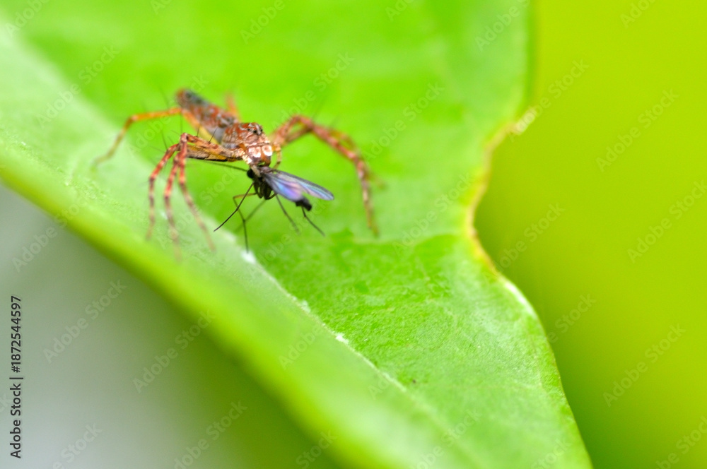 Fototapeta premium Spider eating mosquito 